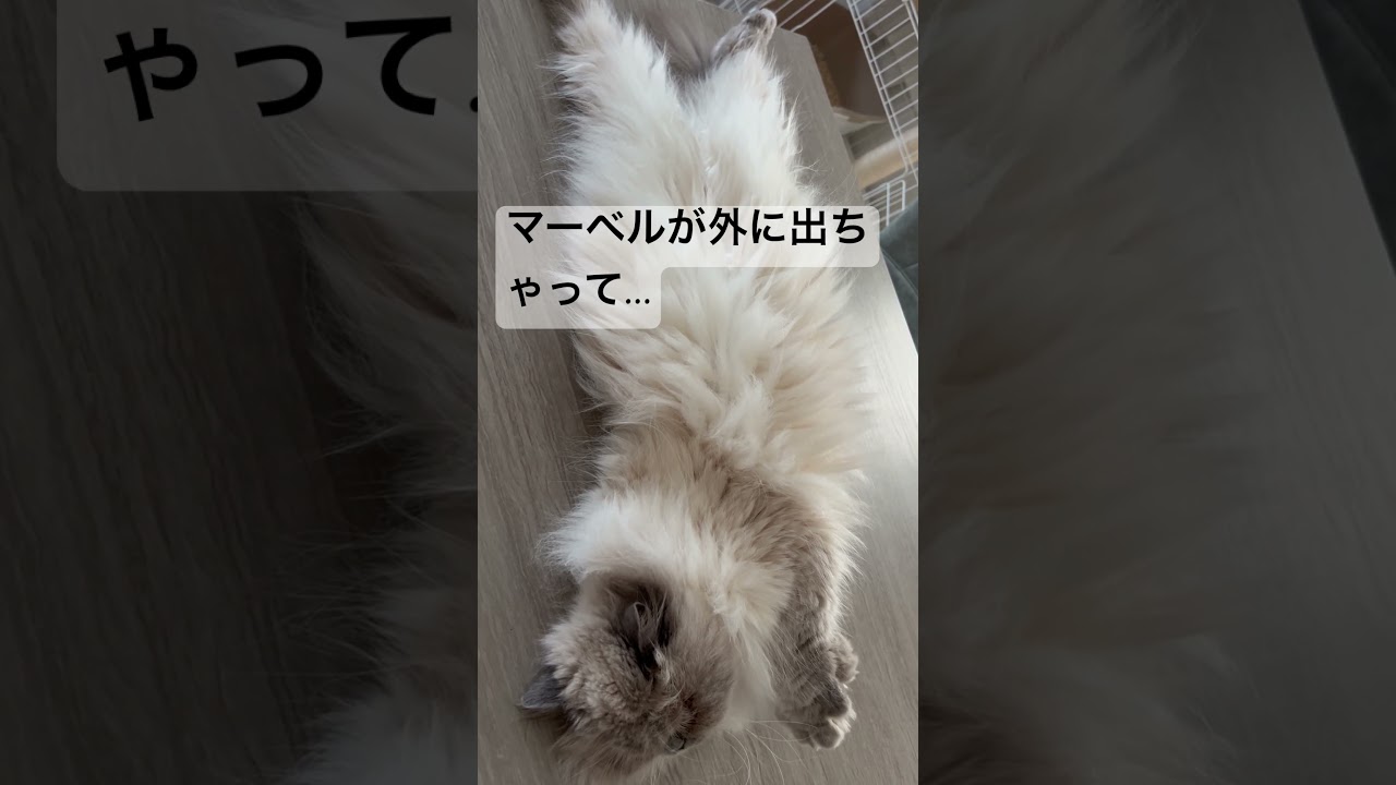 外に出ちゃって焦った💦ヒマラヤンのマーベル🐈🐾 #shorts #猫のいる暮らし #ピアノ #piano #猫好きさんと繋がりたい