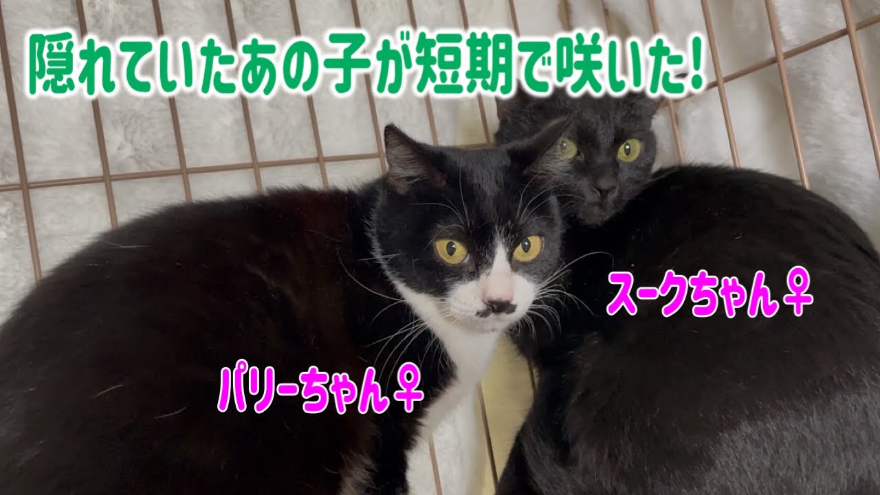 あの！ベッドの下に隠れていた子が短期間で激変する