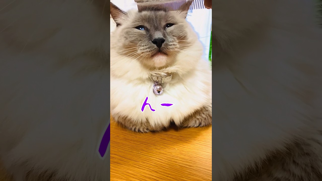 【anela】ぶちゃいくって言うな#ラグドール #ブラッシング #かわいい #shorts