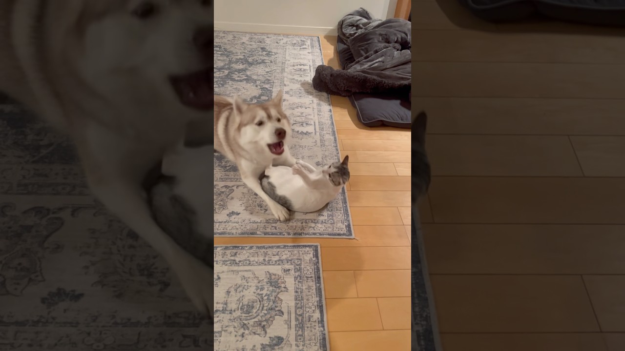 力加減が下手くそなハスキー#シベリアンハスキー #ハスキー #子猫