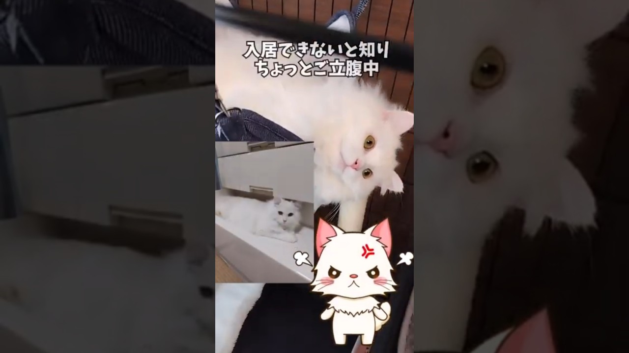 【らいち】なーんかご機嫌ななめ？理由は昨日･･･#Shorts#サイベリアン