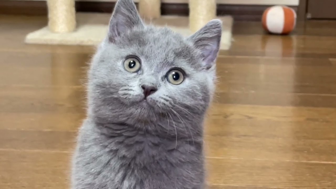 ステキに成長【シャルトリュー子猫】女の子2025.2.14生まれ