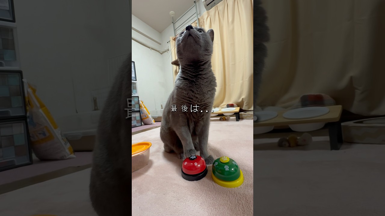 【ロシアンブルー】めろんお得意の⁇今朝のベル押し🛎️🤭【猫】#shorts