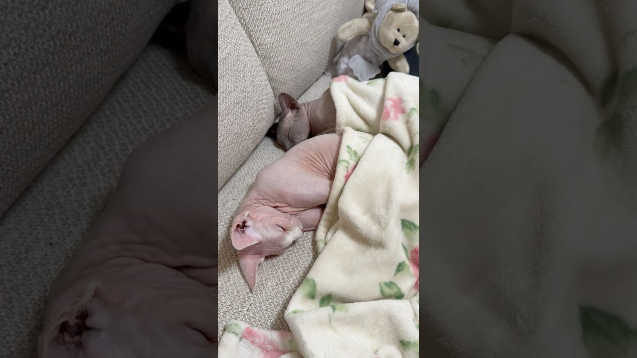仲良く眠る毛のない猫たち【スフィンクス】