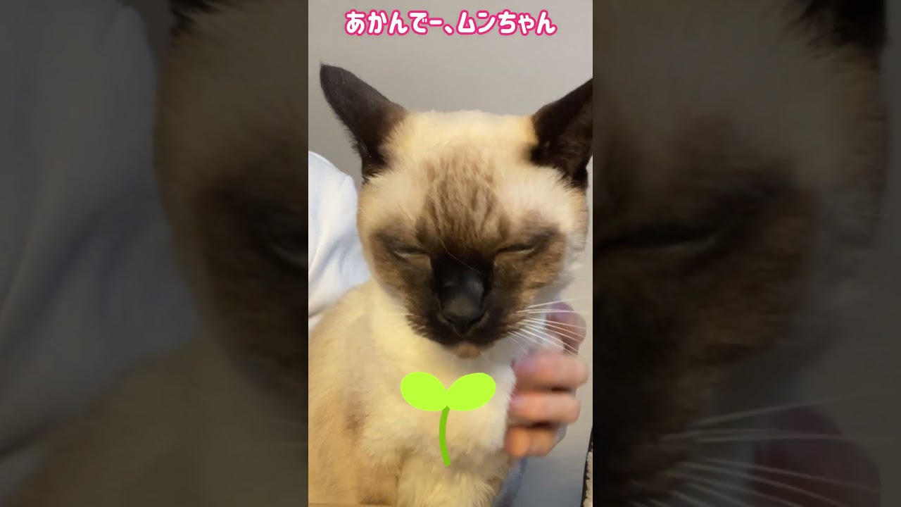 シャム猫ムーン🌙チャンネル・おやつくれくれムーン💛 #cat #しゃむねこ #siamese