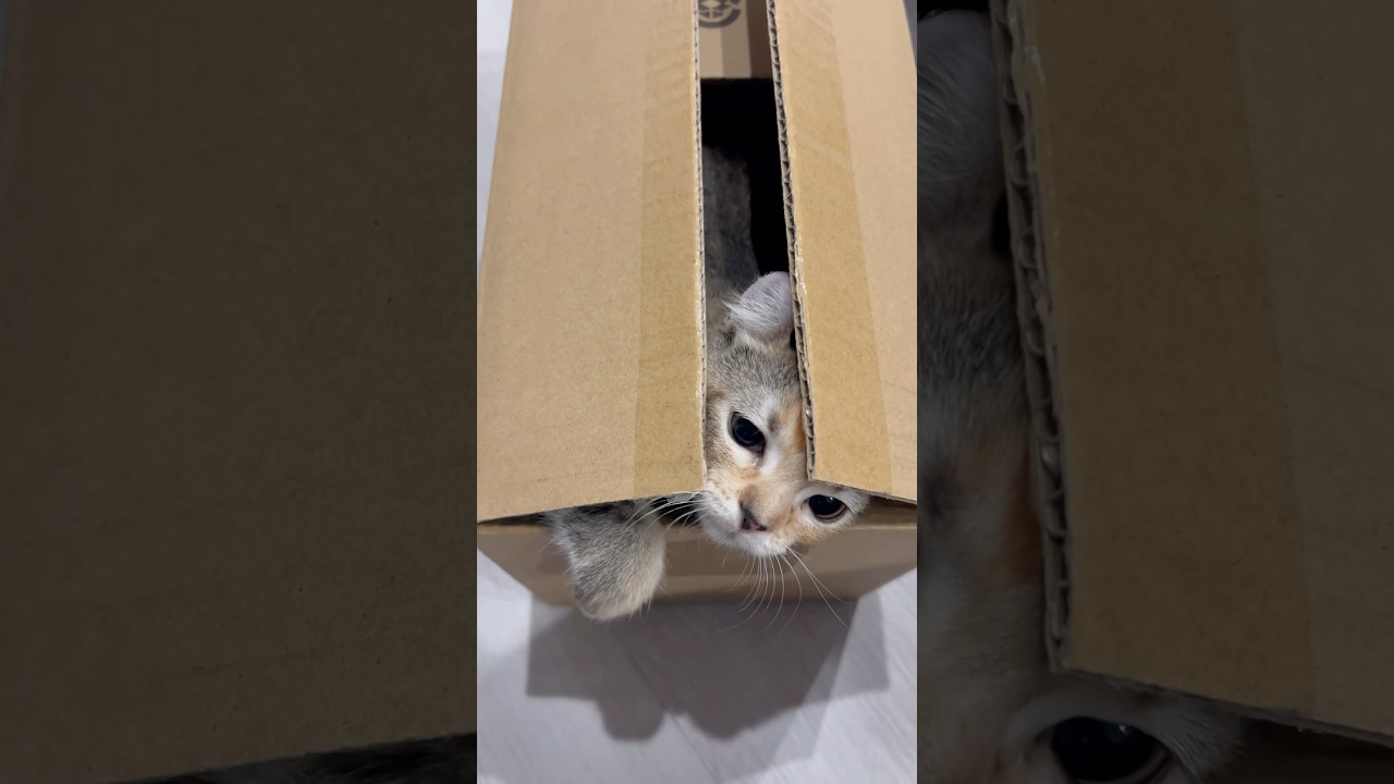 これなにこれなに猫#りんちゃん#アメリカンカール #cat #子猫 #猫動画 #shorts #かわいい #癒し