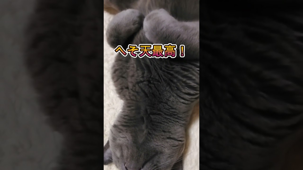 へそ天最高！#cat #shorts  #ロシアンブルー#猫#猫のいる暮らし
