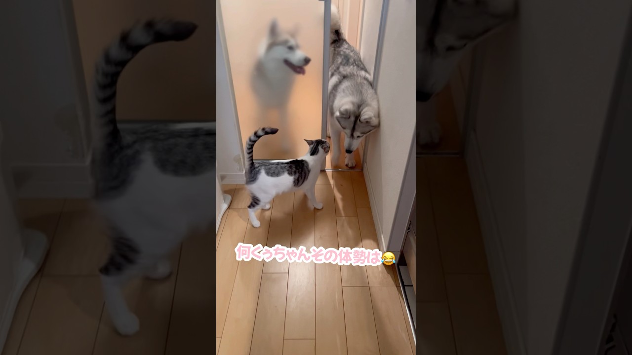 ハスキーにスルーされて落ち込む子猫#シベリアンハスキー #ハスキー #子猫