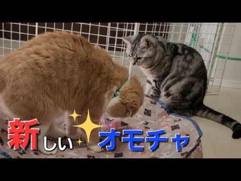 猫達🐱気に入らないと☝️ゴミになる。😅笑える💕寝相💤…128 ☘️おもち♂️[スコティッシュ]☘️しらす♀️[アメショ]