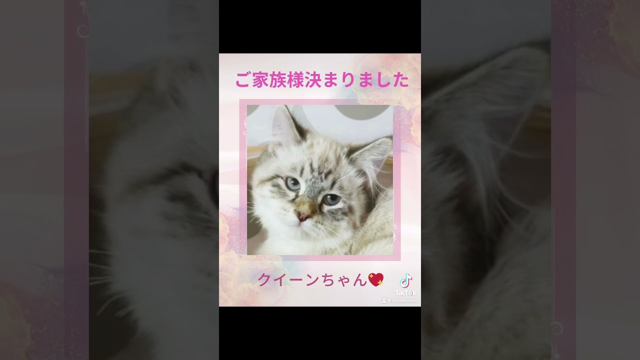 抱っこができる#サイベリアン の#子猫 のクイーンちゃん😻ご家族様決まりました💕吉祥寺のロイヤルキャッツでは世界チャンピオン血統の優しい子がご家族様募集中💖#ペットショップ