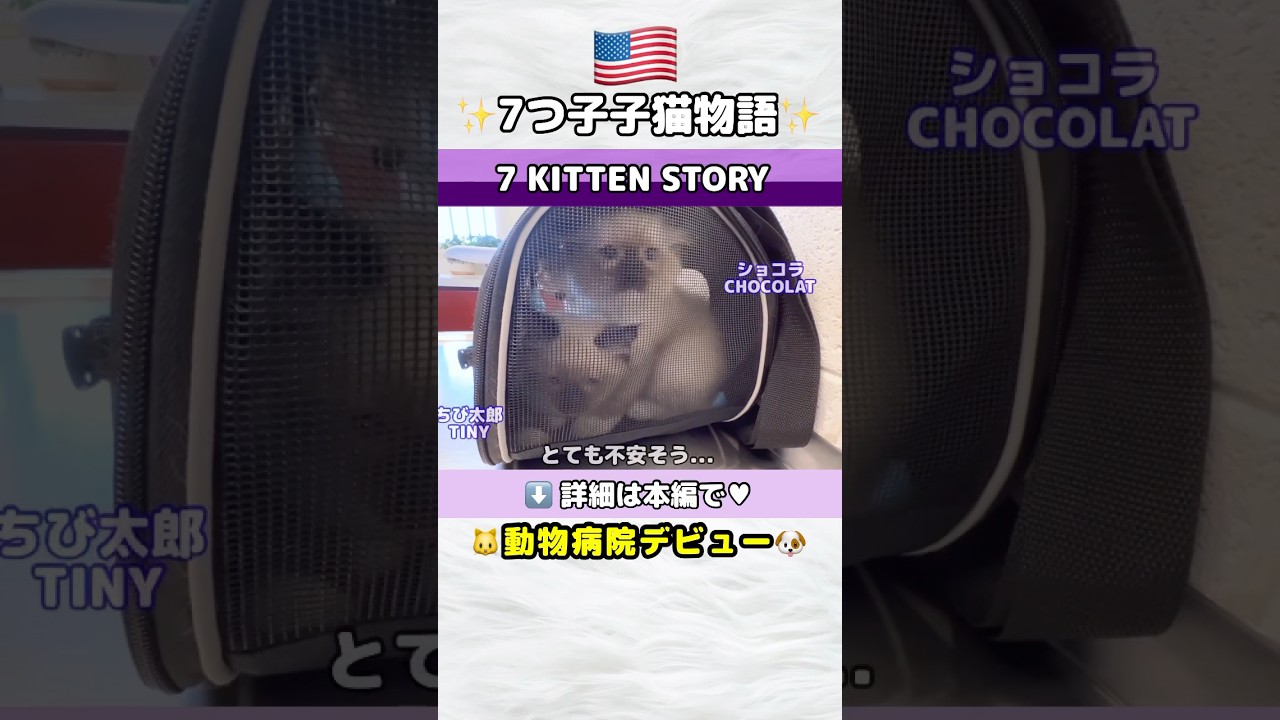 🐱初めての動物病院 #shorts #ラグドール #子猫