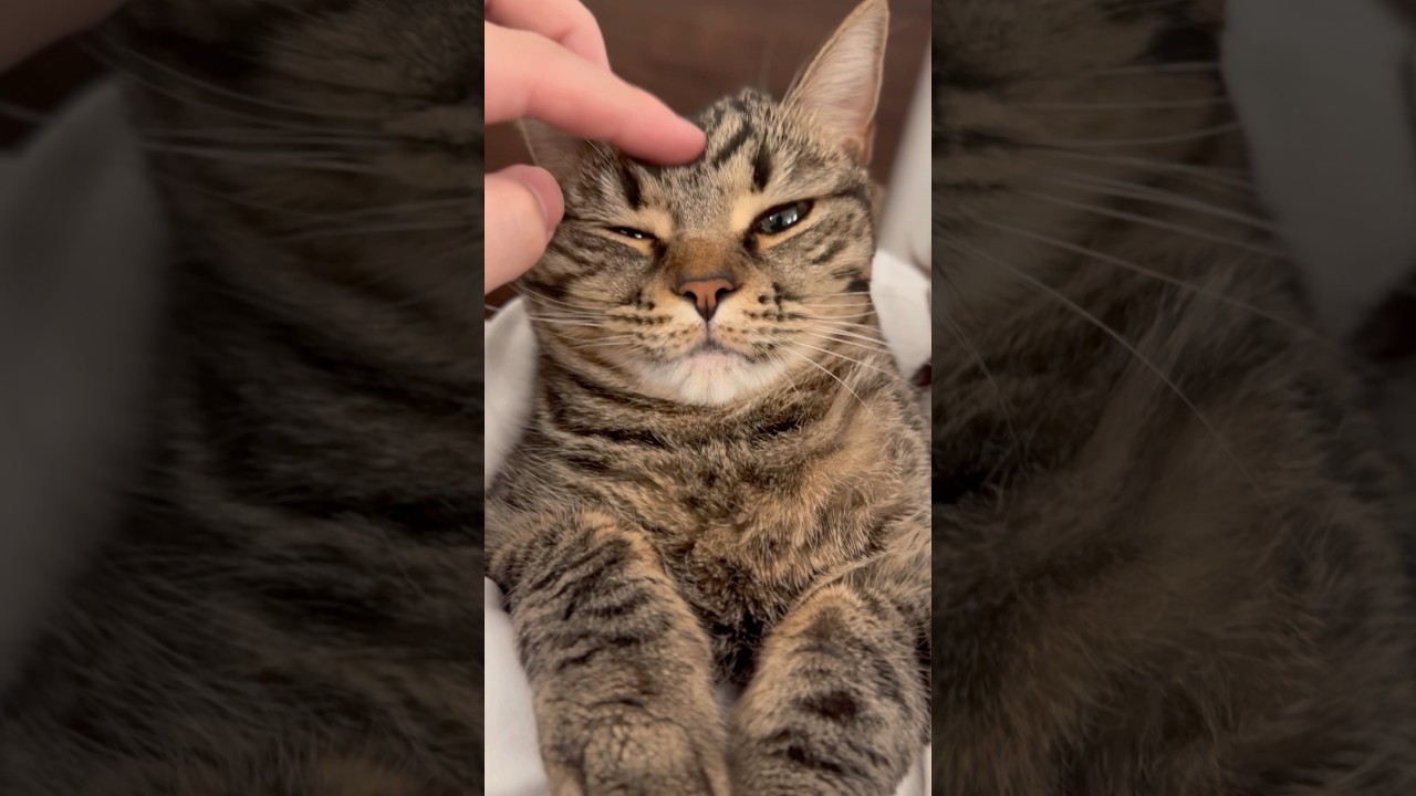 一日お留守番してた猫たちを愛でまくる飼主www #shorts #猫 #cat