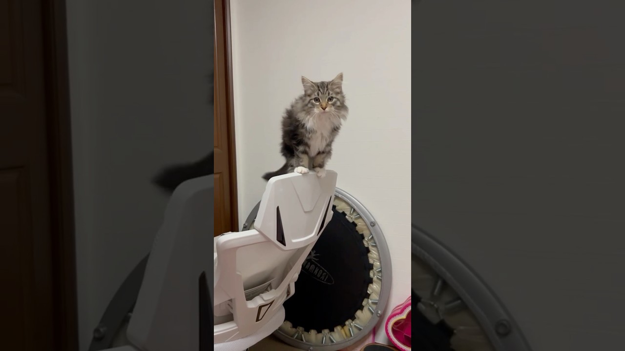 ライオンキングっぽいジャン君　ノルウェージャンフォレストキャット