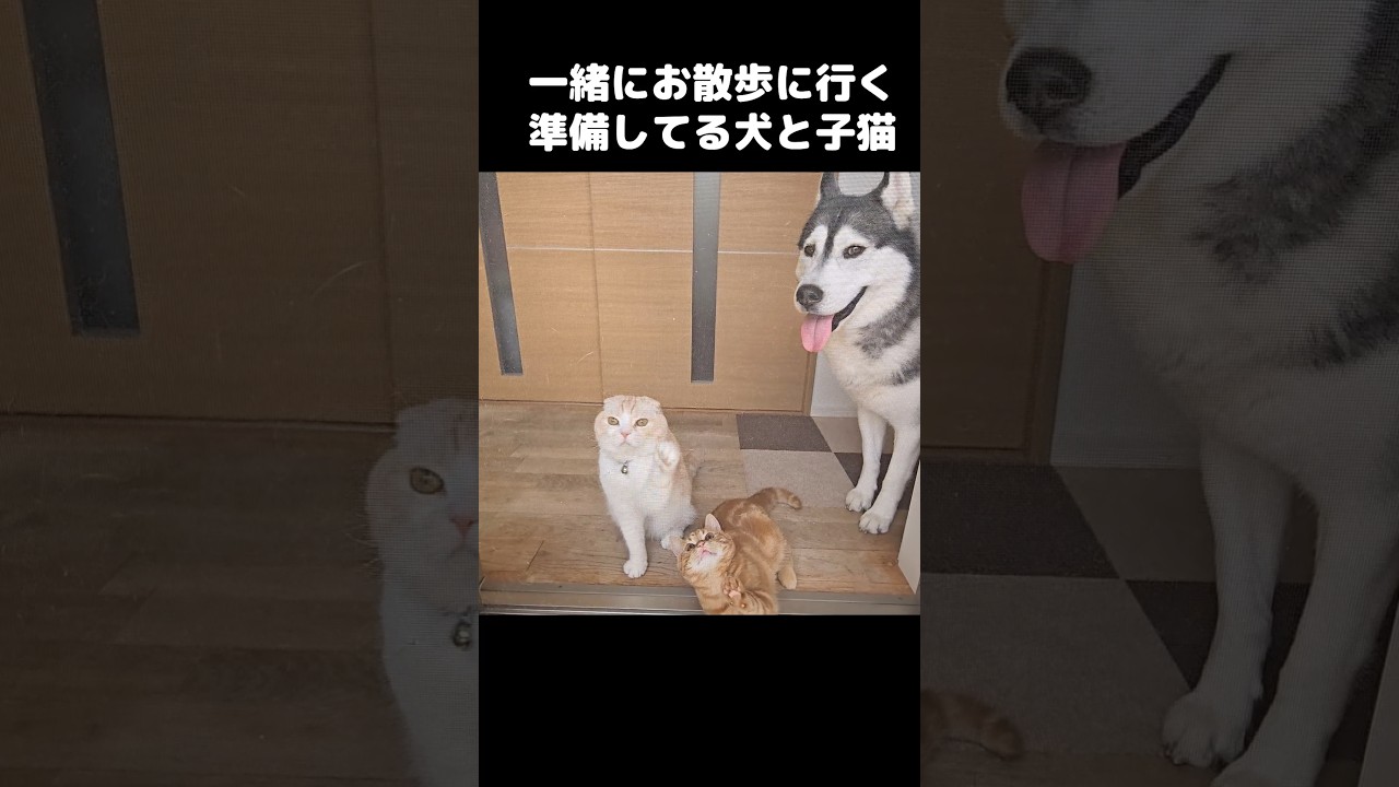 一緒にお散歩に行く準備してる犬と子猫がかわいい...笑#shorts