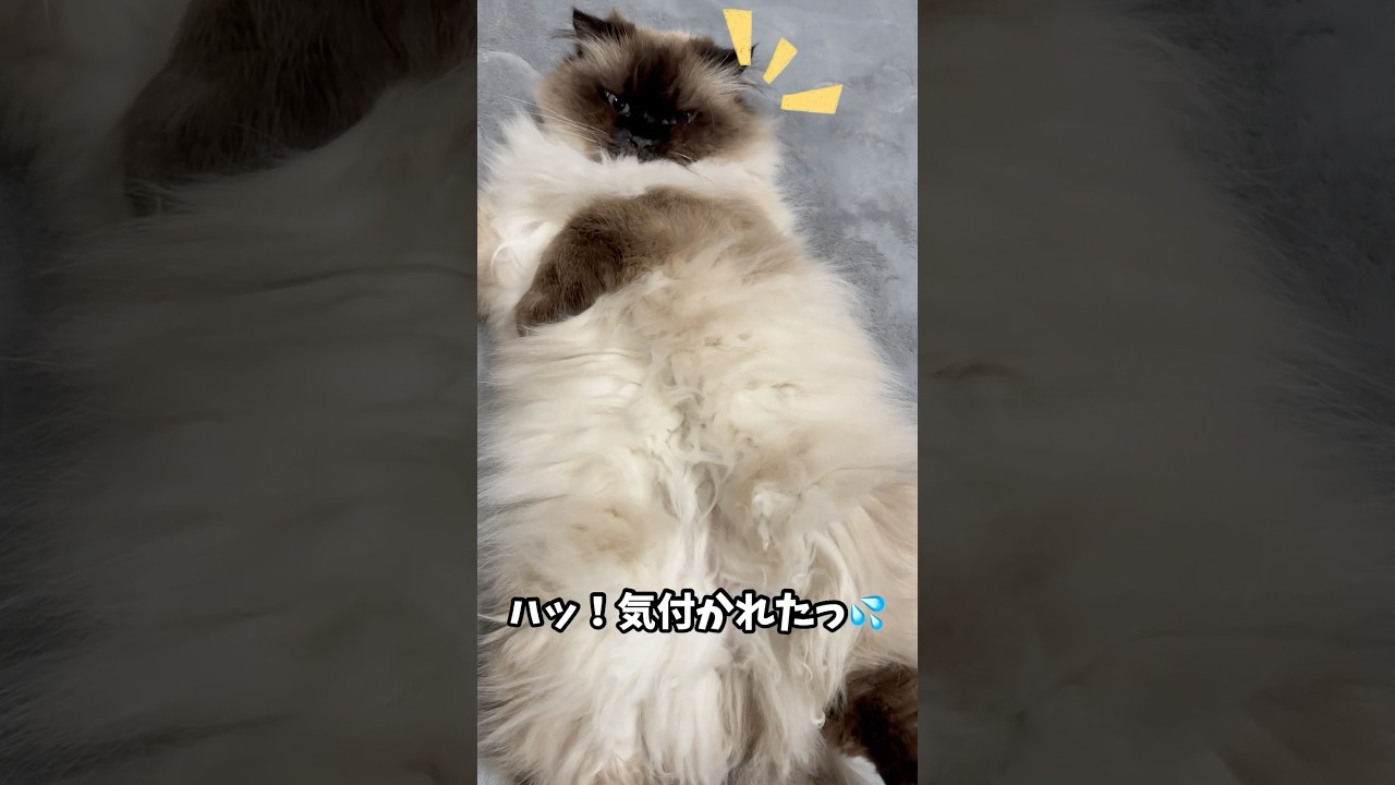 ヒマラヤンの大家族🐱次男【コトちゃん】ヘソ天♪#shorts