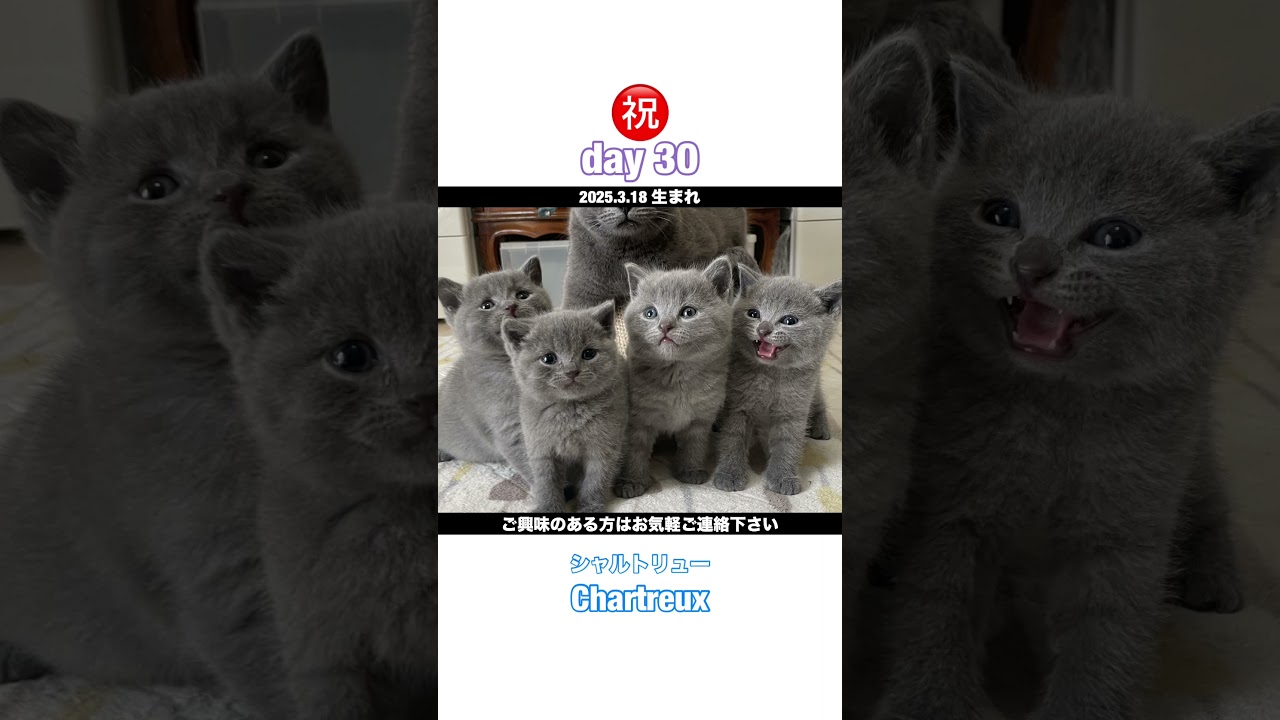 #shorts 人間で例えれば1歳【祝30日】シャルトリュー子猫の兄弟