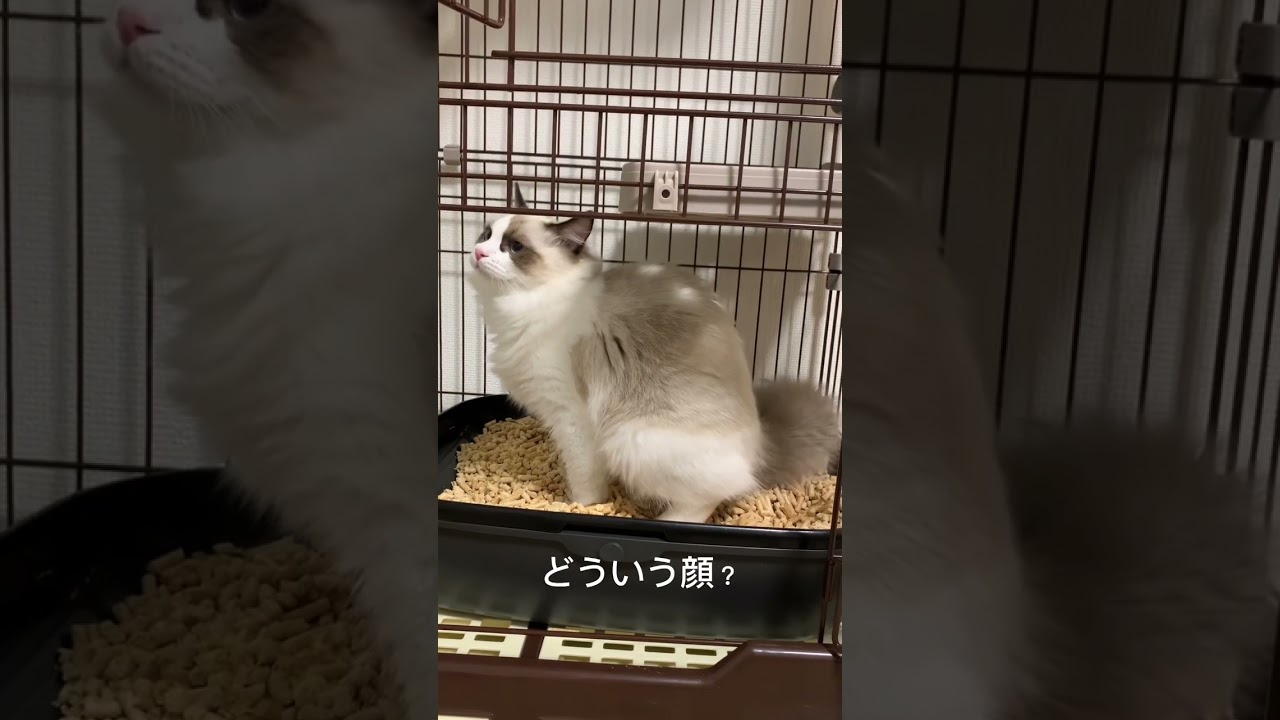 トイレでうんちふんばる猫　#ラグドール #猫 #ねこのいる生活 ＃トイレ