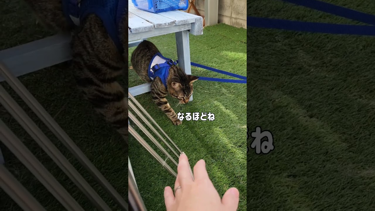 記憶３秒しか持たないんだと思う#おもしろ #子猫 #cat #保護猫 #shorts