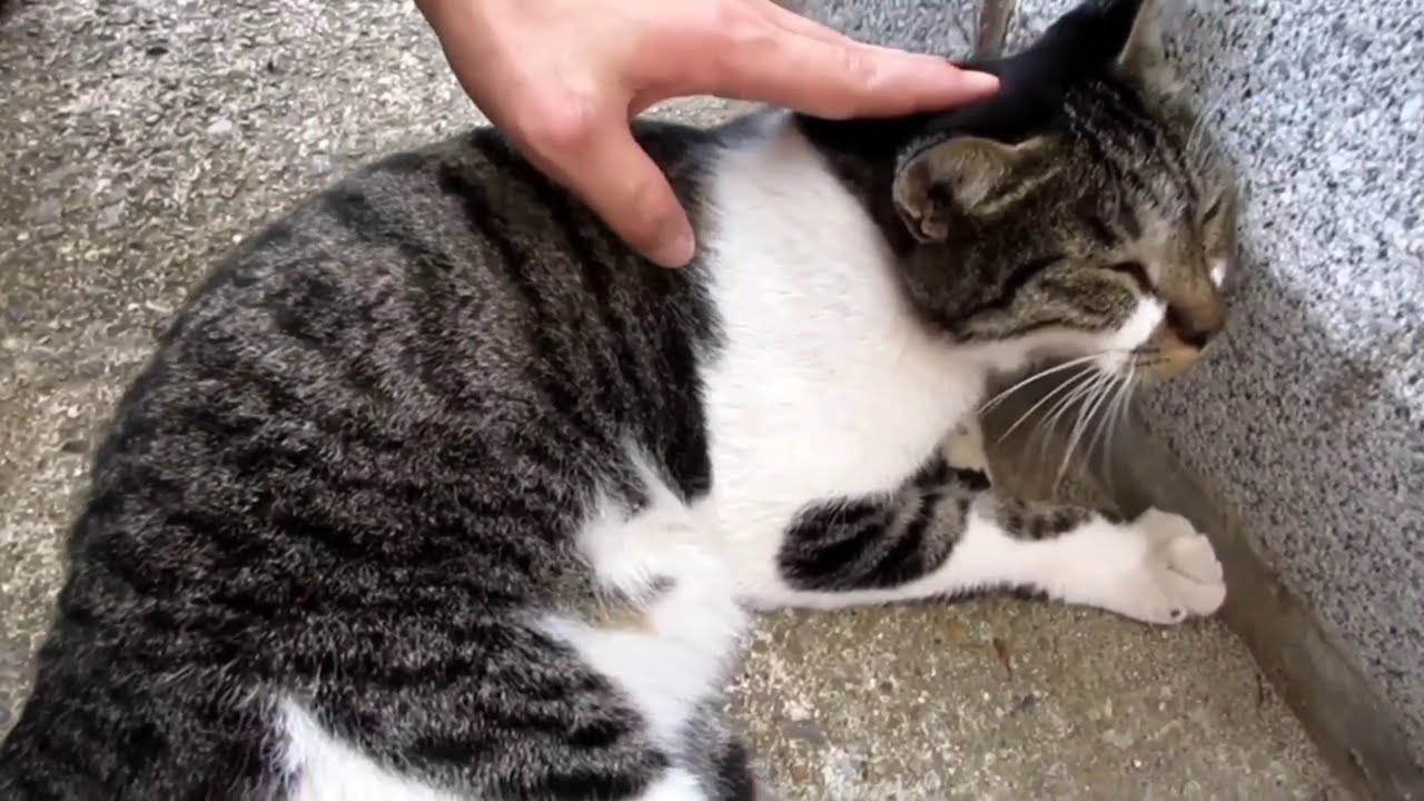 [野良猫]毛繕いしてる人懐っこいキジ白猫が可愛すぎる！[straycat]The friendly pheasant white cat that grooms is so cute!