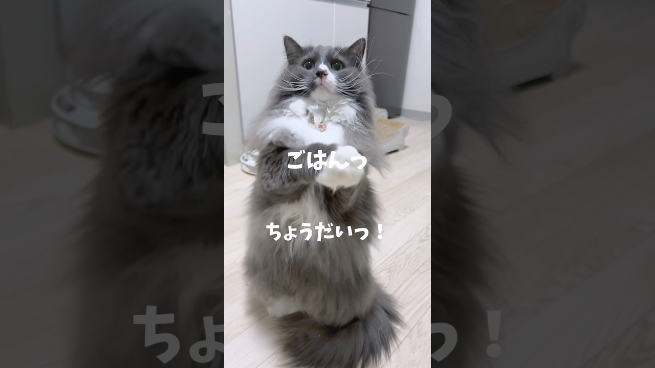 ご飯をねだりする猫🐱#猫のいる暮らし #catvideos #catvlog #ノルウェージャンフォレストキャット #cat #ねこ #子猫 #猫のいる生活 #猫と暮らす #おすすめにのりたい