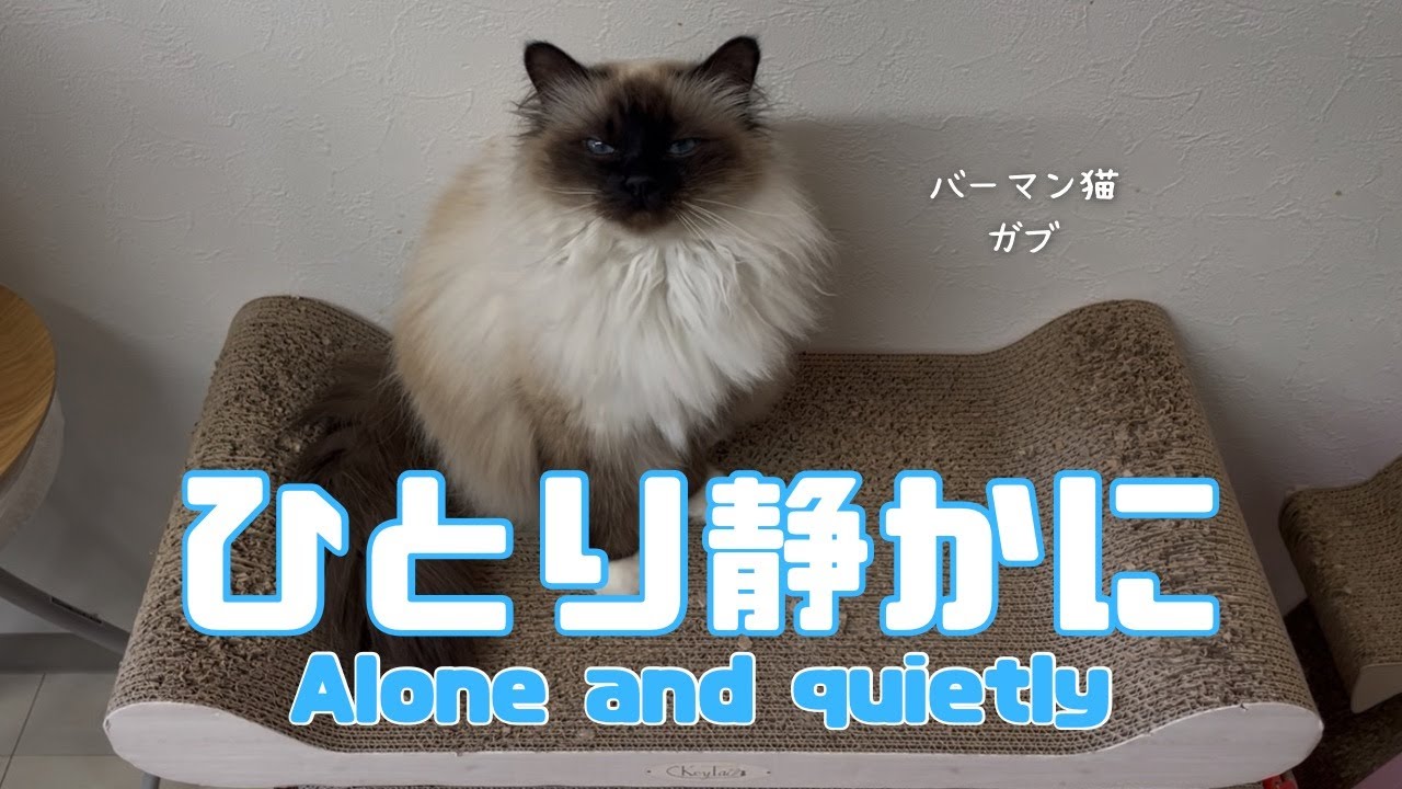 バーマン猫ガブとラフ【ひとり静かに】Alone and quietly（バーマン猫）Birman/Cat