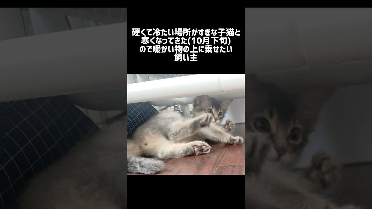 ぬくぬくさせたい② #cat #子猫 #ソマリ