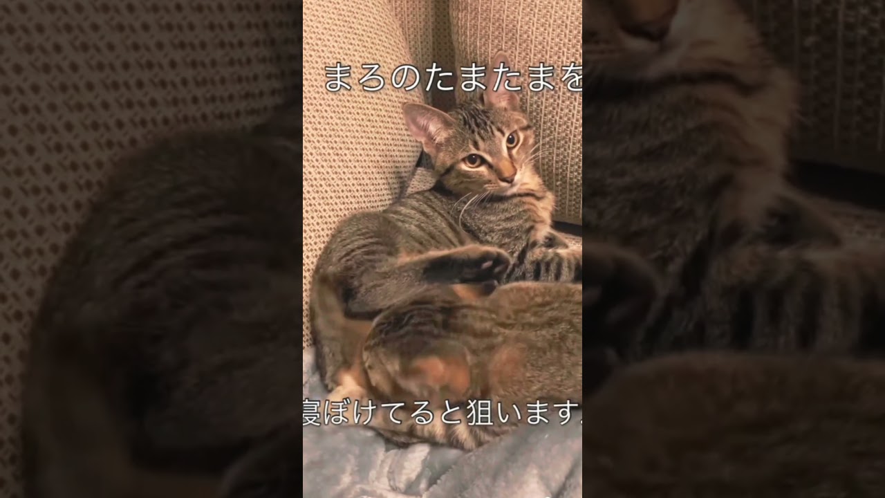 OMG 😱😱😱 #funnyanmials #cat
