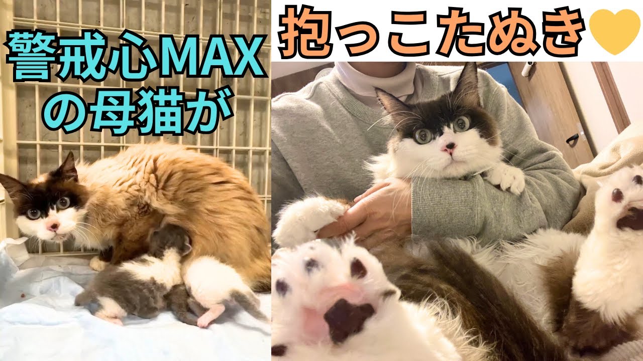【127】たぬき猫大集合⭐️預かりD子がひっそり綴る日記を大公開！