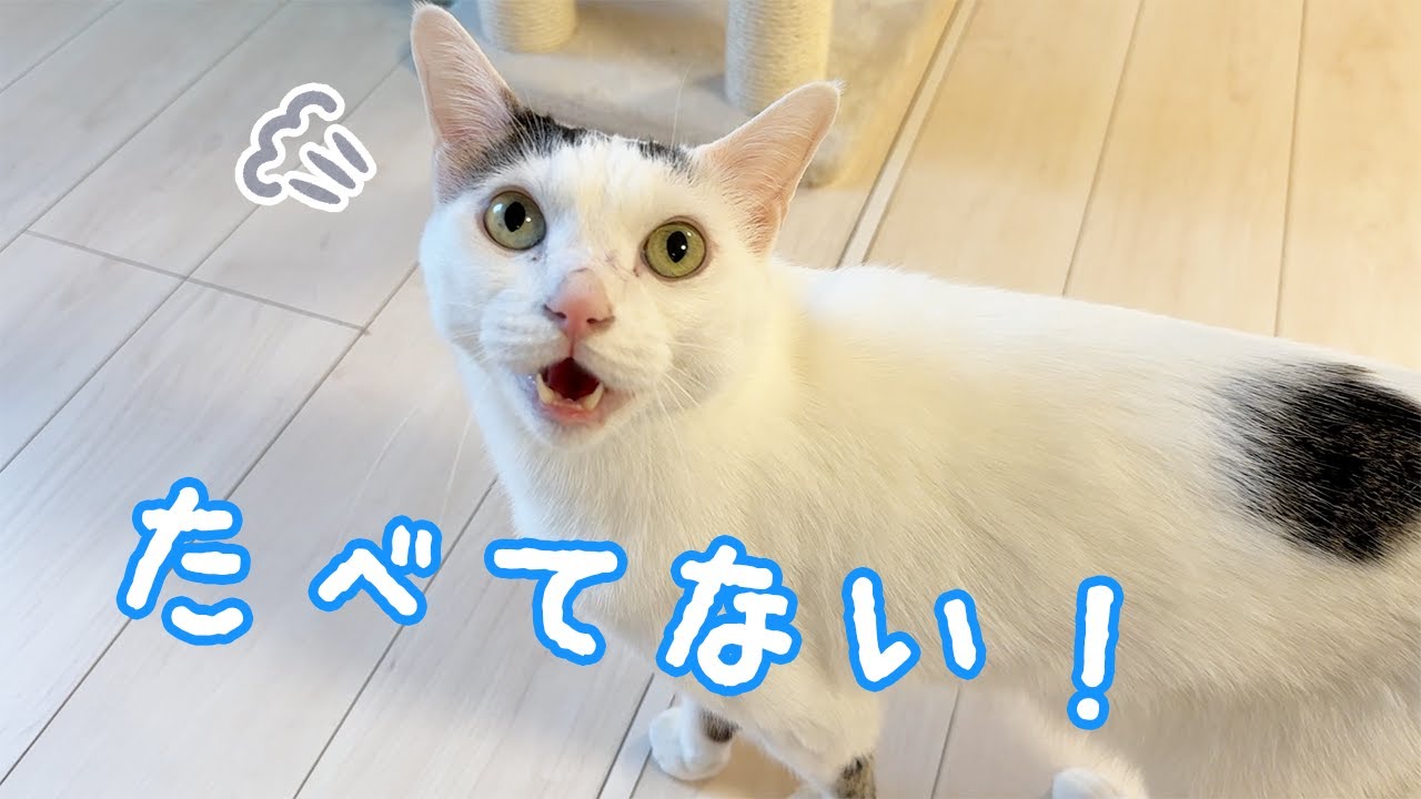 ごはん食べたのに「食べてない！」としゃべる猫