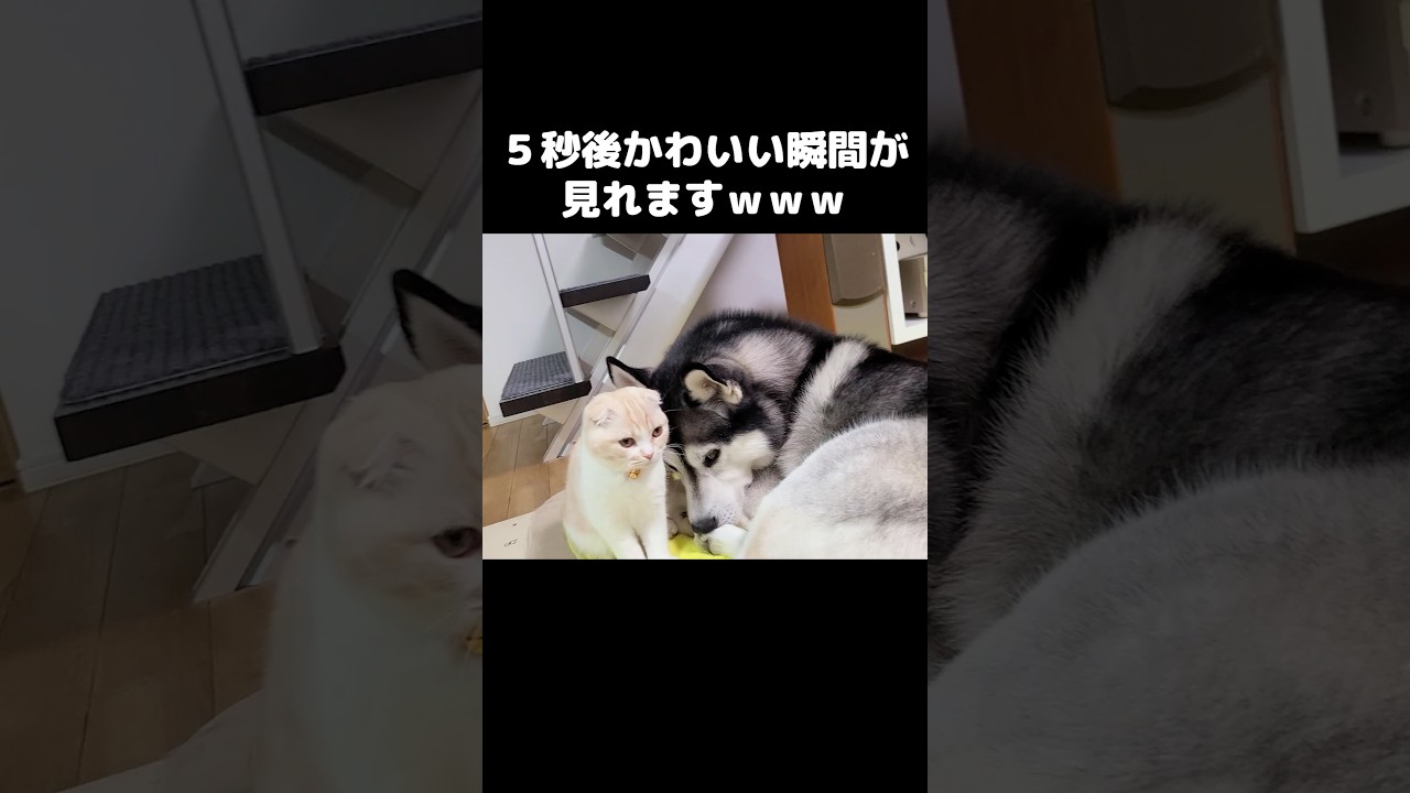 5秒後に猫と犬のかわいい瞬間が見れます...#shorts