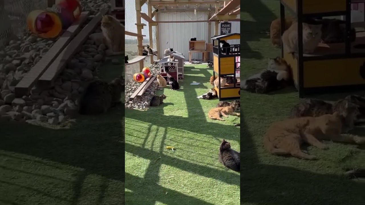 THIS is passion! 😻 #cat #beautiful #inspiration #happy 🐾🐾