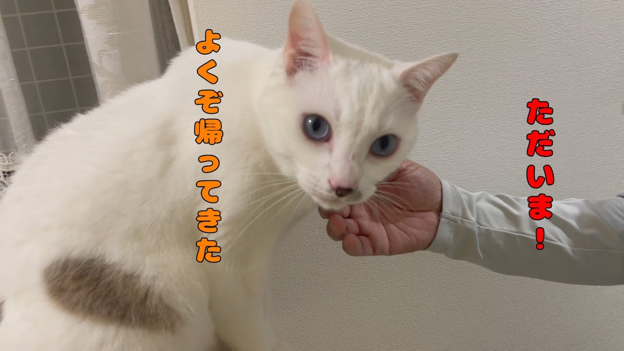 パパの帰宅を察知して玄関でお出迎え待機する弟猫が可愛い