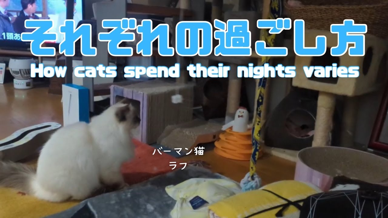 バーマン猫ラフとウリとガブ【それぞれの過ごし方】How cats spend their nights varies（バーマン猫）Birman/Cat
