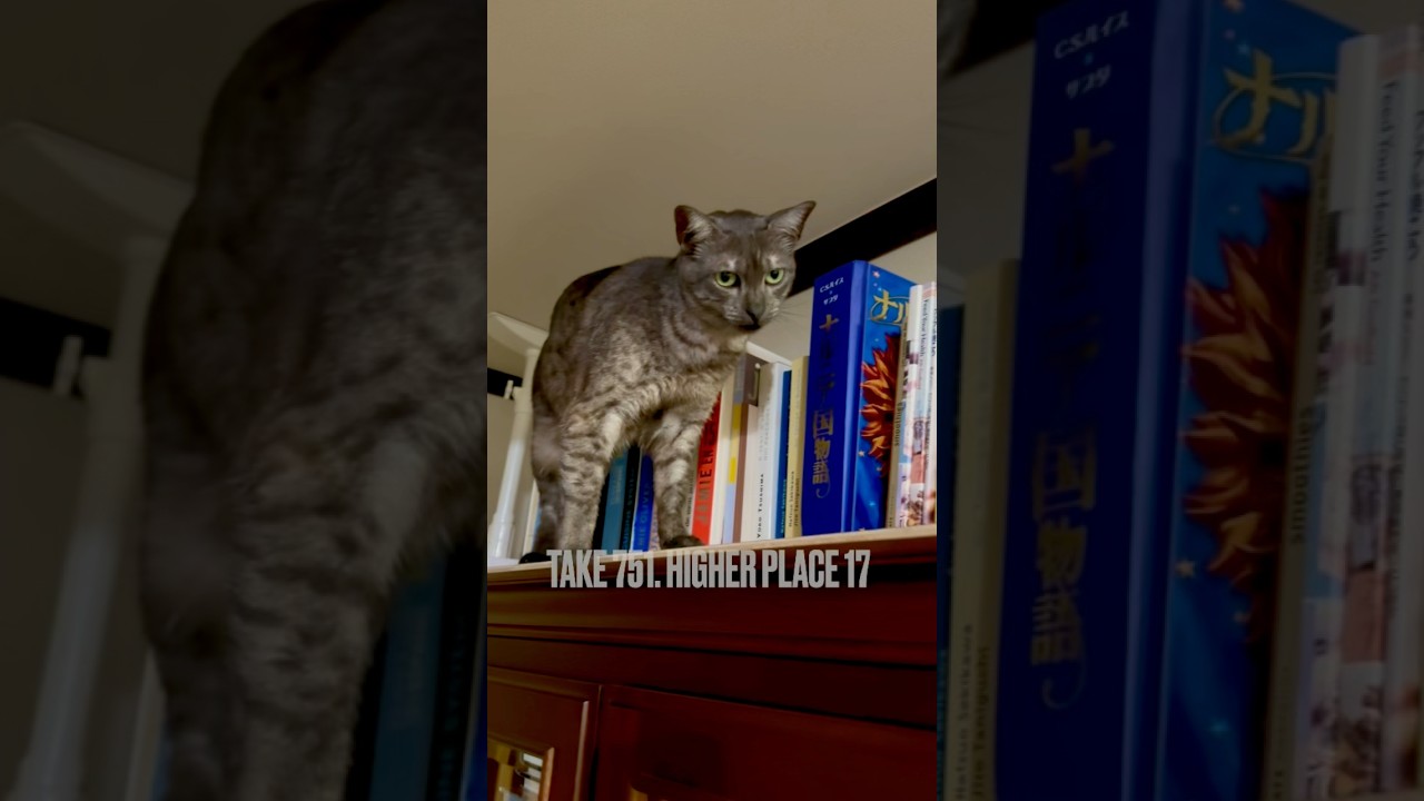 #高い所が好き にゃ❗️#猫あるある にゃ‼️#egyptianmaucat #エジプシャンマウの仲間たち #エジプシャンマウスモーク #エジプシャンマウ #タワーいらない派 #shorts