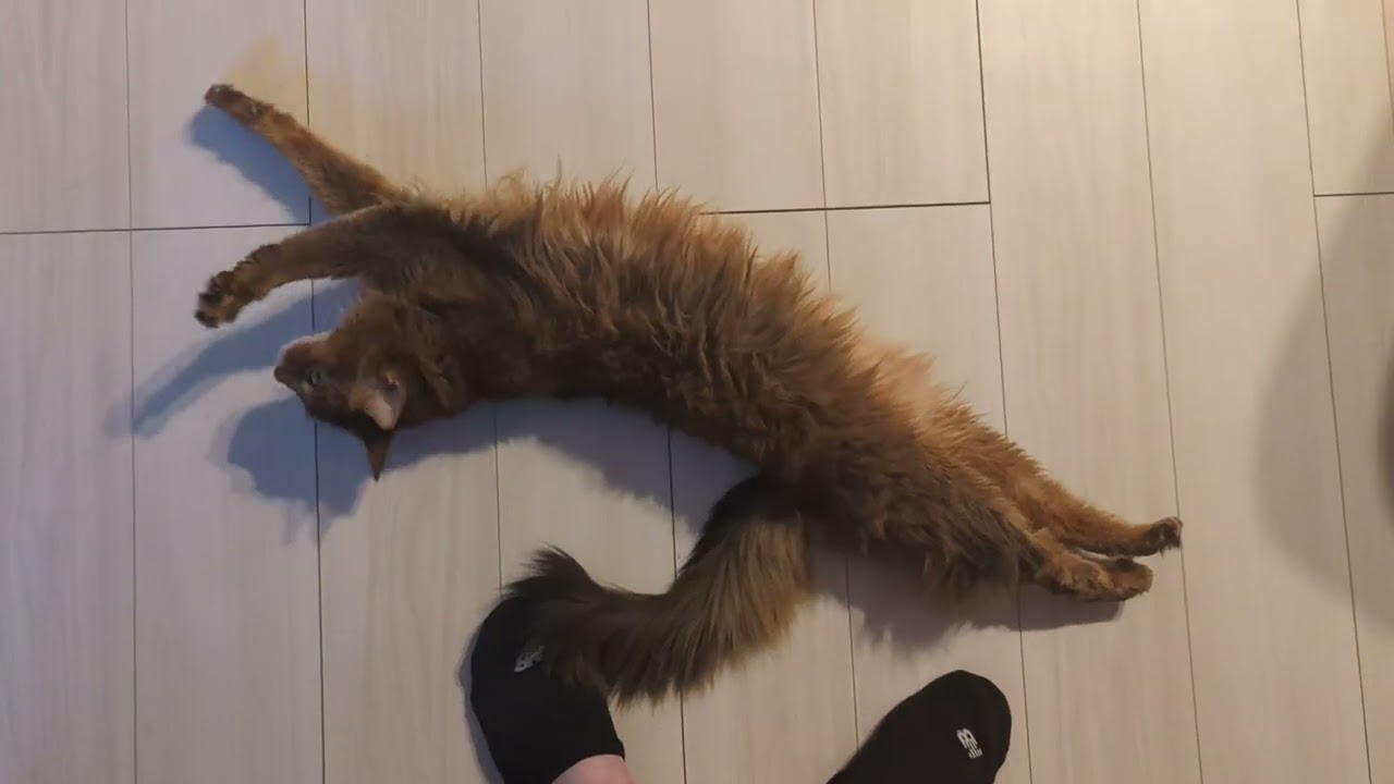 【1186日目】はいはい撫でてほしいのね #ソマリ #cat