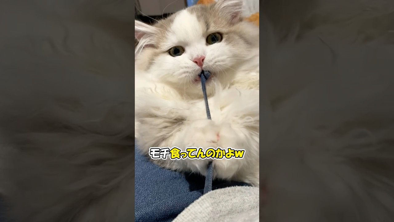やっぱり猫は、ひもが好きｗ #ねこ #子猫 #cat