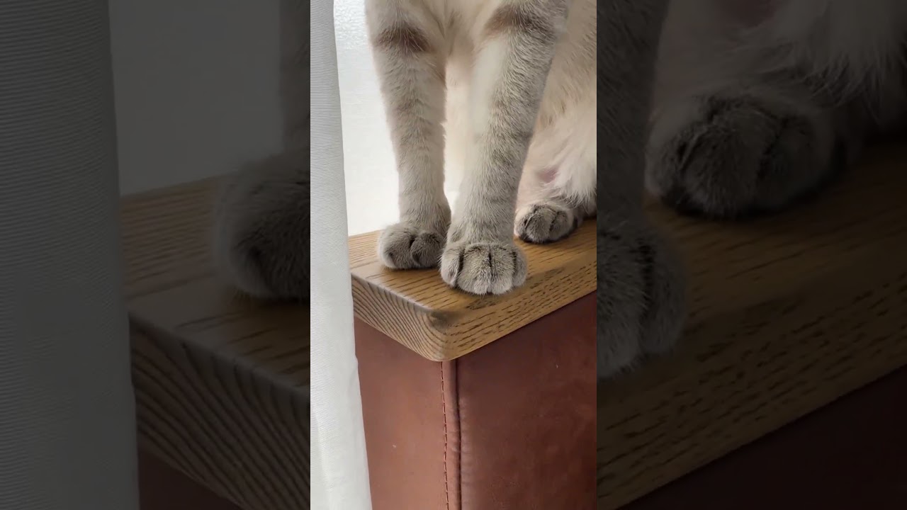 おててだけでも可愛いうちのレイちゃん　#シャムトラ #元保護猫 #シャムミックス  #cat #猫耳 #kitten  #猫耳 #siamesemix