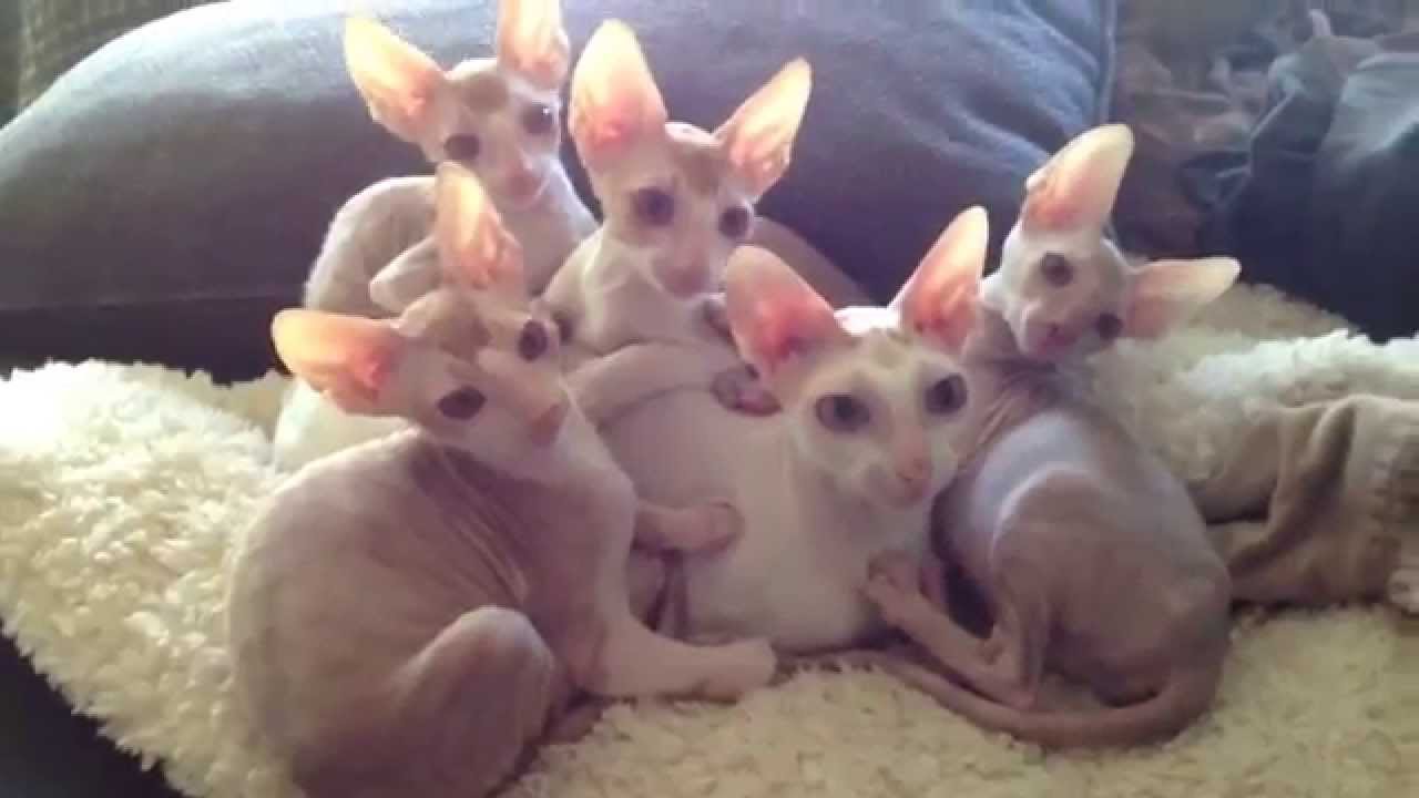 Pile of Cornish Rex kittens
