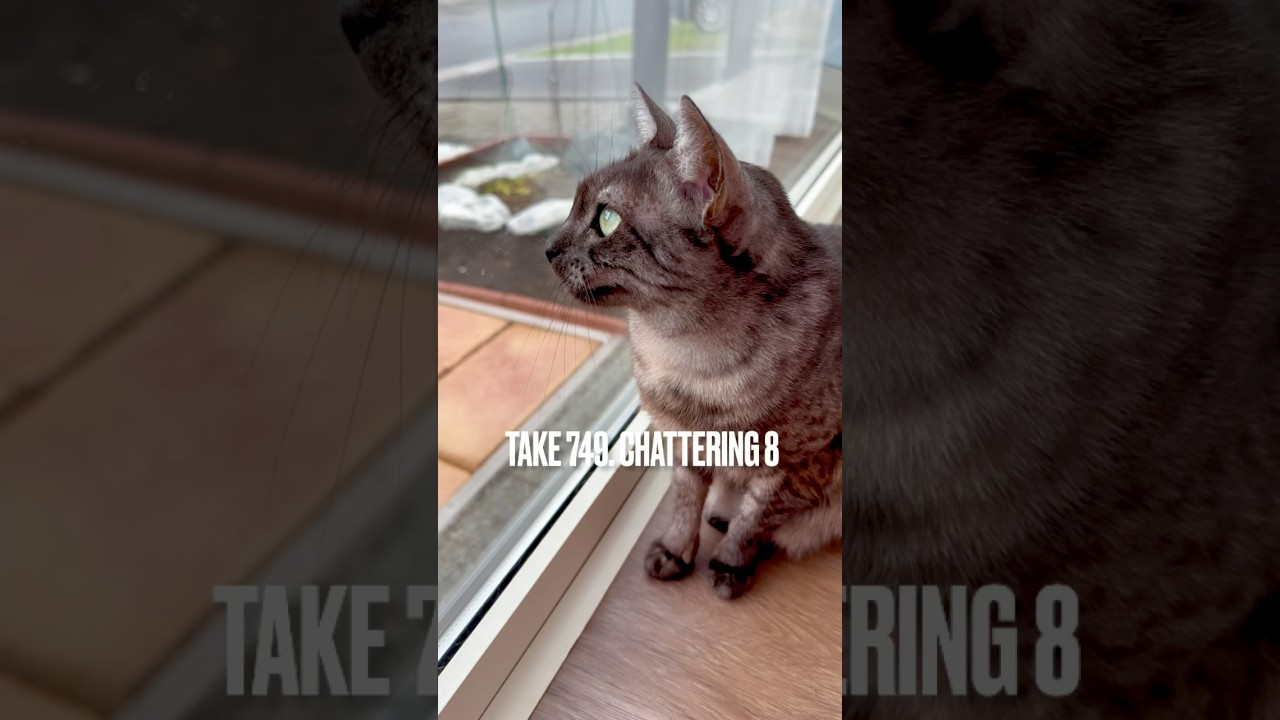 お庭に遊びに来る雀ちゃんたちに #クラッキング にゃ❗️#chattering #窓辺の猫 #おしゃべりねこ #egyptianmaucat #エジプシャンマウ #shorts