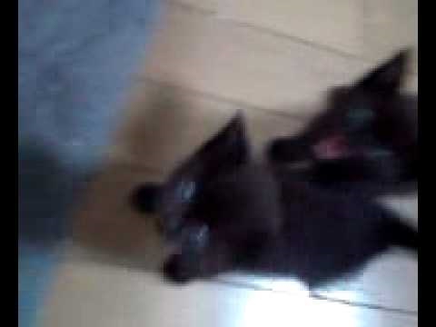 Hungry small cute kitten(Havana Brown)