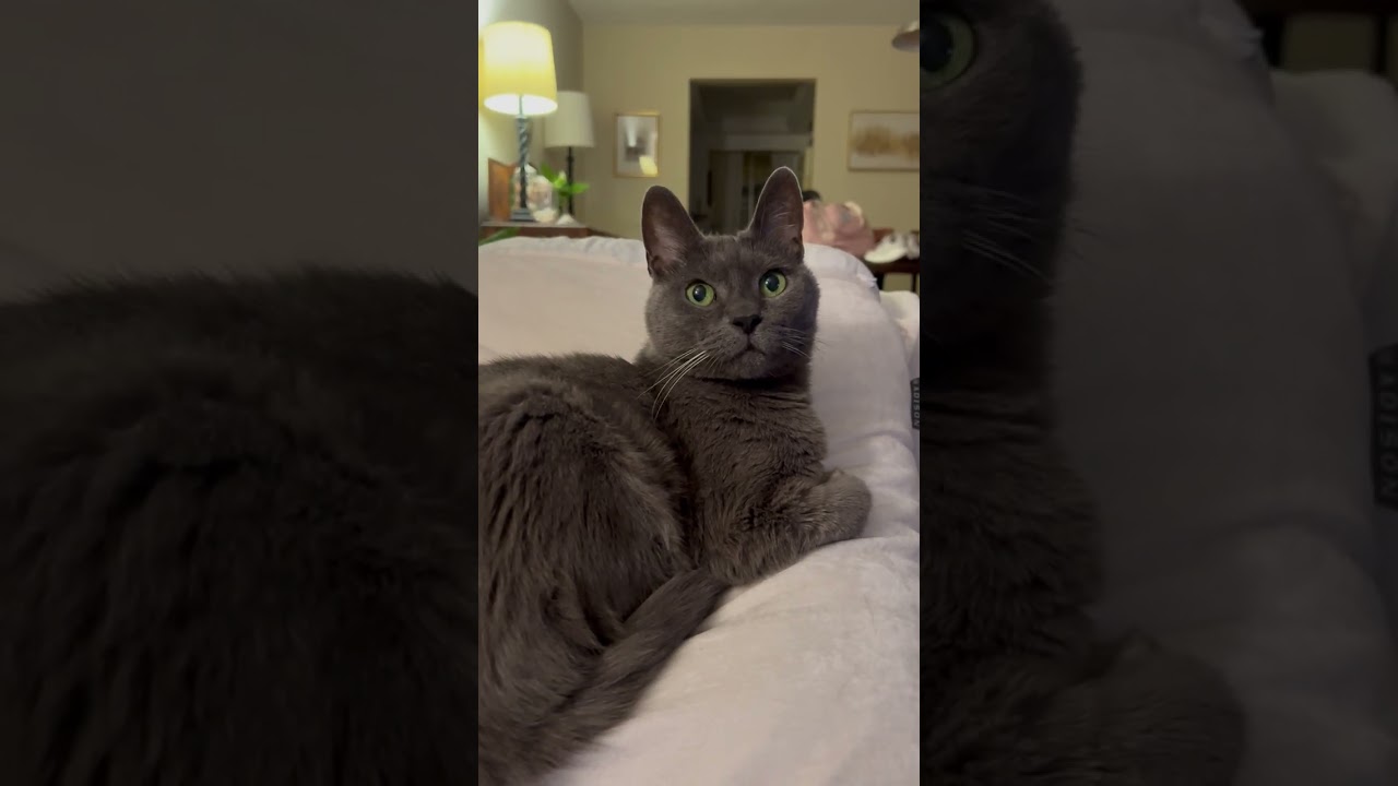 Checking if yawns are contagious to cats