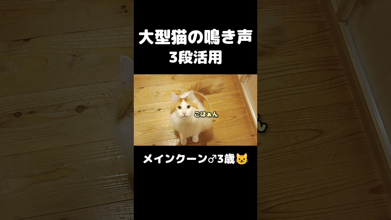 大型猫のいろんな鳴き声 #猫のいる暮らし #猫 #メインクーン
