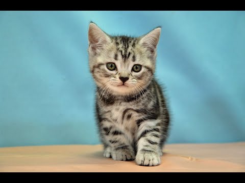 アメリカンショートヘアー　No.250409　ペットショップ『ヒラマツケンネル』の子猫