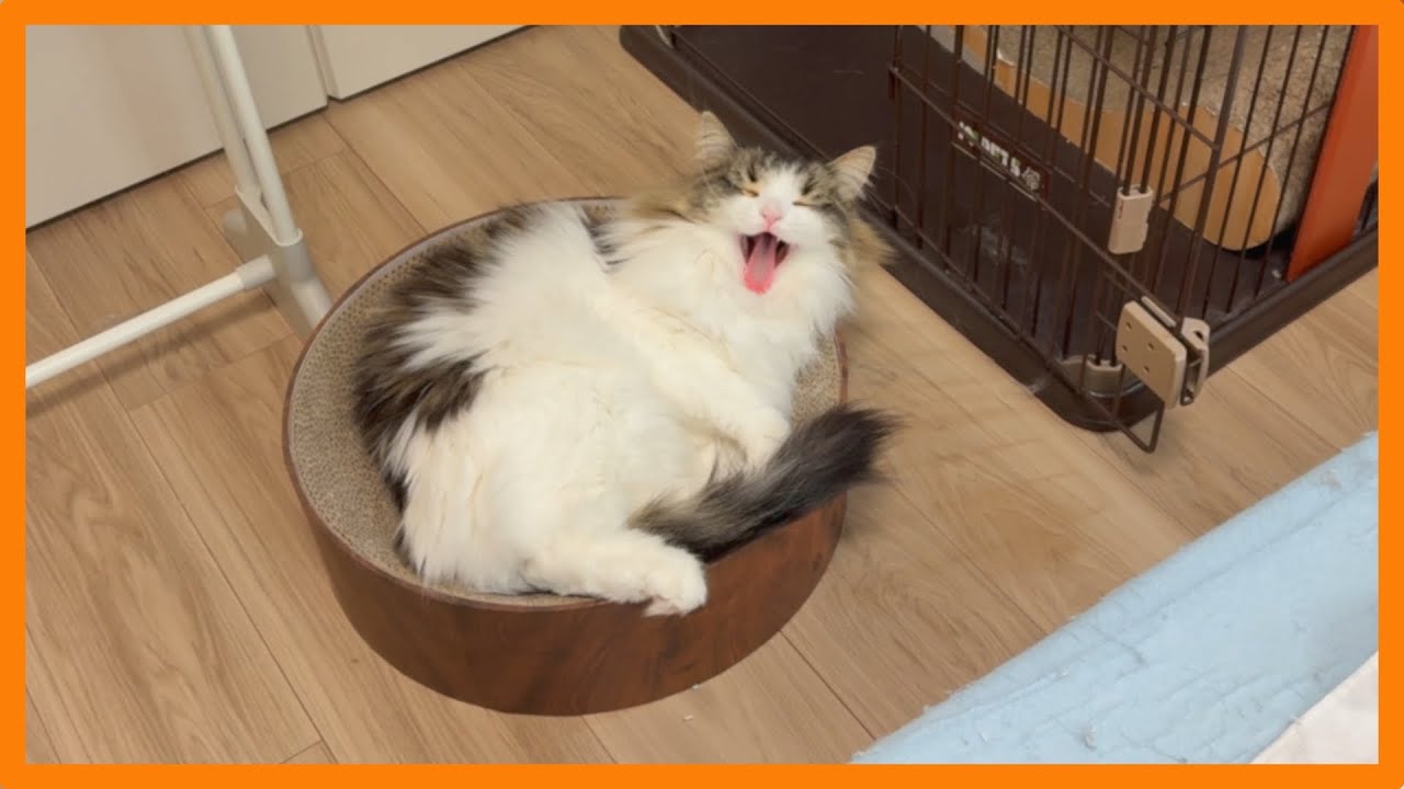 猫と暮らす日常 #64〜くつろぐ甘えん坊猫〜