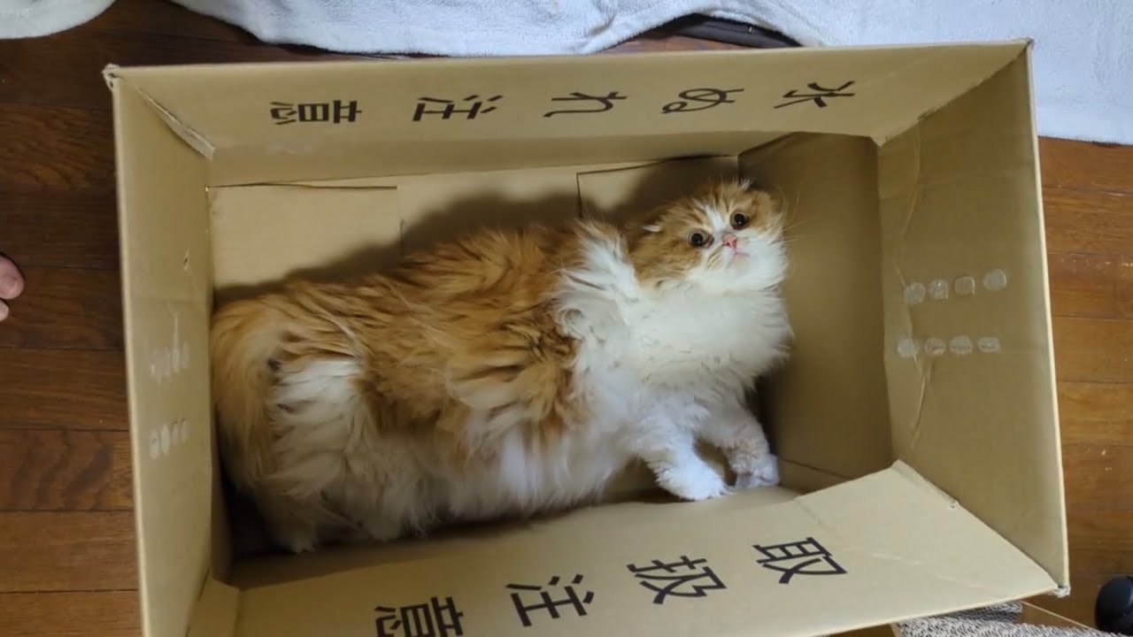 ダンボールでくねくねするモフ猫【スコティッシュフォールド】