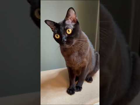 TOP 5 most intelligent breeds cats 🐈🤯 #shorts
