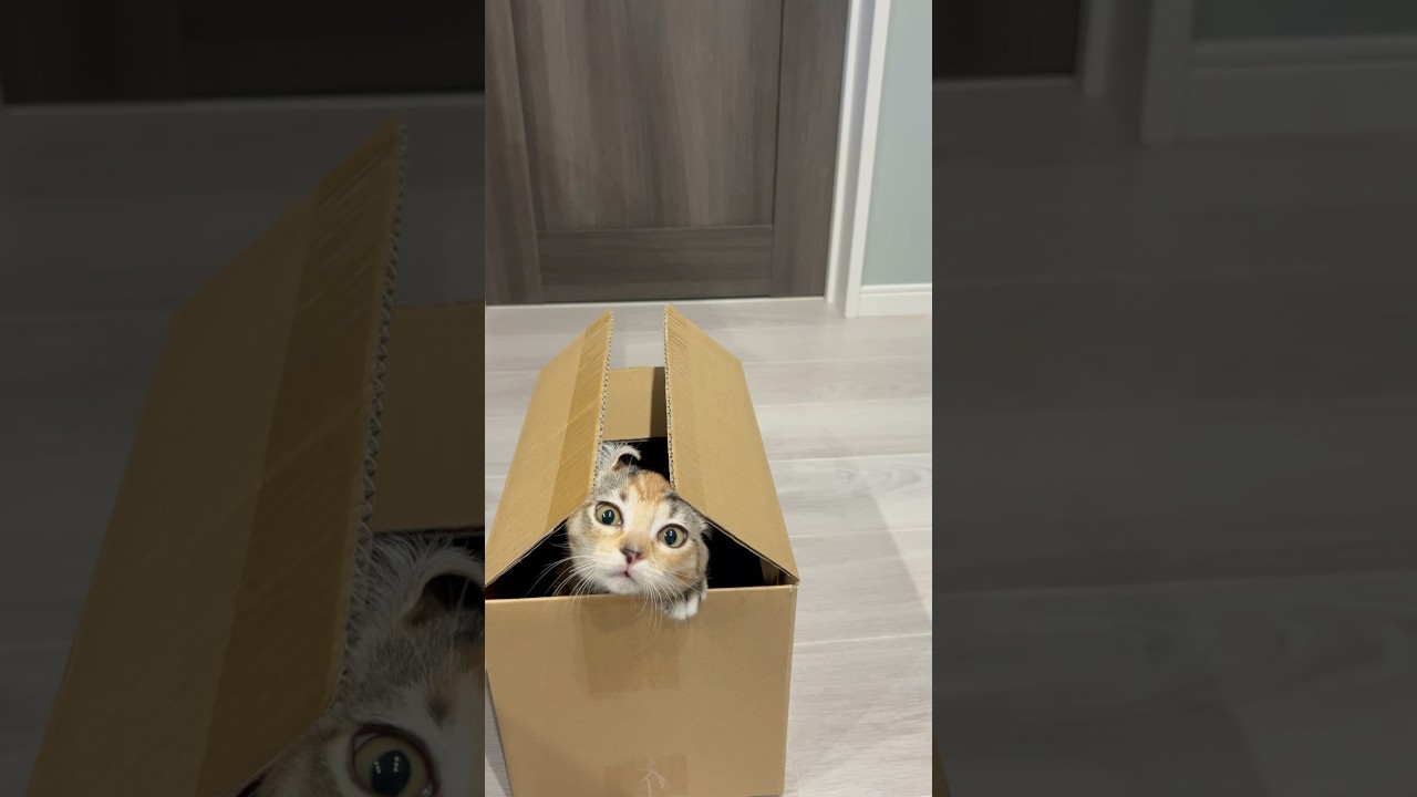 これなにこれなに猫#りんちゃん#アメリカンカール #cat #子猫 #猫動画 #shorts #かわいい #癒し
