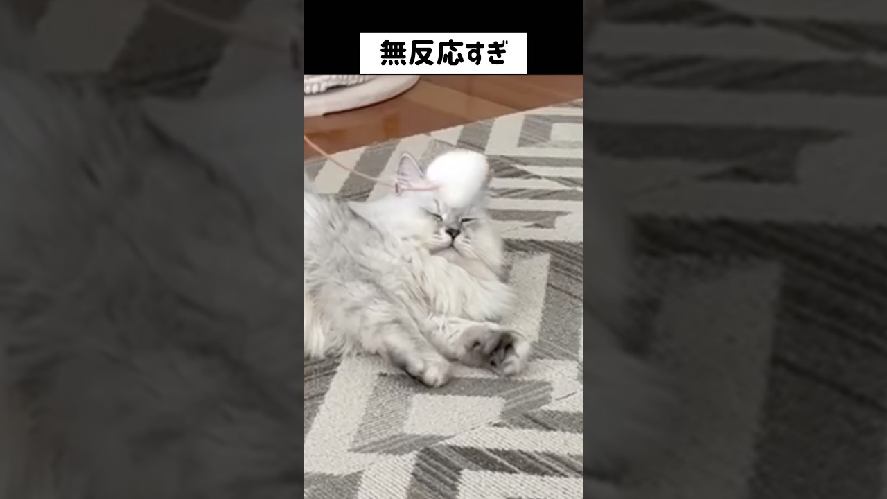 さっきまで遊ぼうって言ってたのに？　#ペルシャ#チンチラ#猫#ねこ #猫のいる暮らし #癒し #いやし#cat  #ふわふわ