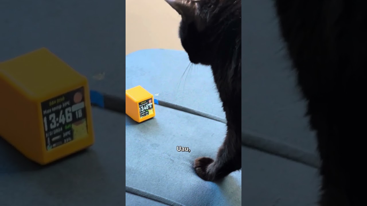 Miu e Pretin aprontando! 😯 #shorts #gatos