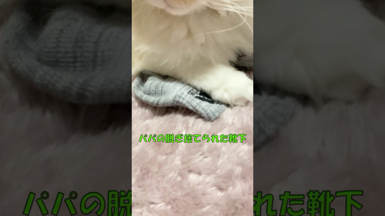 ぱぱのくつした  #cat #猫のいる暮らし #アメリカンカール